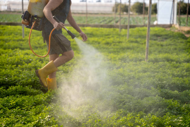 Best Pest Prevention Services  in Hailey, ID