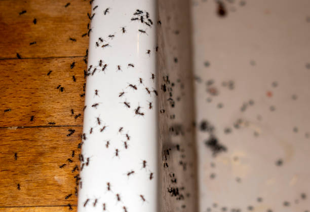 Professional Pest Control in Hailey, ID