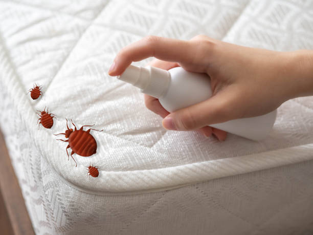 Best Pest Removal Services  in Hailey, ID