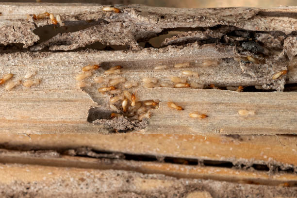 Best Emergency Pest Control  in Hailey, ID